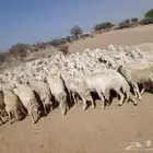 غنم طيبه مرح واحد