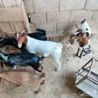 5تيوس العدد الذكور3 الاناث 2 على السوم