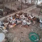 دجاج بشاير توه يبيض عمره 8 شهور