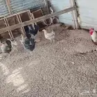 دجاج بلدي وديك بلدي