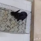 أرنب أنثى تم البيع