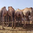 عندك ذوق  تعال شوف القعدان اللي ترفع الراس