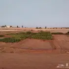 شتلات زينة ومثمر
