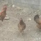 دجاج فرنسي اصيل