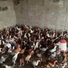 دجاج بلدي ثلاث شهور