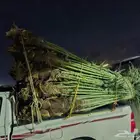 يوجد نخل للبيع في مكه