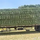 سوق الاعلاف البرسيم والذره والتبن والرودس