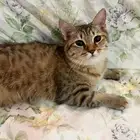 قطط للتبني