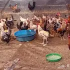 دجاج بلدي بياض للبيع