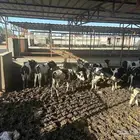 جزار ومندوب مبيعات وتسويق ابقار ولحوم