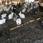 ارانب للبيع في حرض سعر الجوز 50 ريال