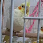 طيور كروان فروخ و زوج منتج