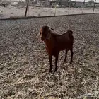 تيس ادهم مطور فااخر