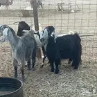 معزا طيبة وسعر طيب ماشاء الله