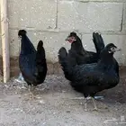 دجاج بلدي يملي العين