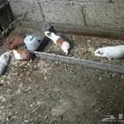 على السوم العدد حول 25 و في تفريد