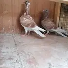 طبة زاجل
