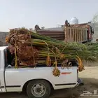 السلام عليكم ورحمه الله وبركاته عندنا نخل طيب متواجد في مكه