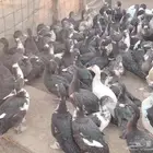 بط بلدي عال العال حجم طيب عمر ثلاثه شهور العدد 136السعر على