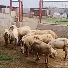 للبيع ضان بلدية مناتيج جروم وصحة طيبة