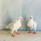 زغاليل حمام فرنسي سوبر جامبو