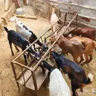 8 راوس غنم اللبيع 2 ذكور 6 اناث