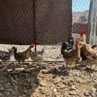 ديك ودجاج