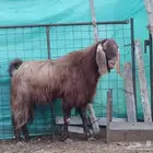 فحل مصري صنف