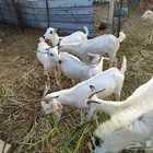 تسع ماعز بلدي