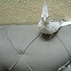 اقبل تبادل ب جوز روز