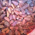 تمر علف للحلال