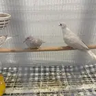 حمام الماسي