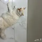قط ذكر تبني عمره سنه لعوب سبب التخلي عنه بسبب كثرة القطط