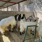 ماعز طيبه