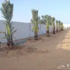 يتواجد نخيل طيب لحيل