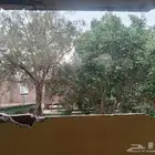 معلم قص اشجار وزراعه الاشجار وزراعه النخيل وتنظيف الحدائق وج