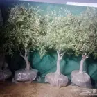 يوجد لدينا اشجار الزيتون و أشجار ترمنليا