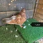 حمام كشكش   ألوان متعددة   جملة أو قطاعي