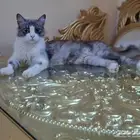 Personal Cat