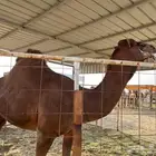 قعود ساحلي أحمر أدهم