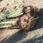 سلام عليكم زباينا الكرام يوجد لدينا نخل طيب