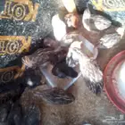 صوص فري ودجاج مشكل بلدي تركي فيومي