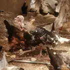 دجاج رومي