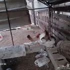 بسم الله مشالله دجاج بلدي للبيع العدد 3 شرط من الأمراض