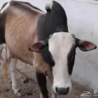 بقر للبيع