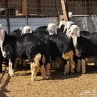 رخال نجد