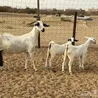 عنز بيشيه