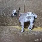ماعز قزميه للبيع مع الشبك ورضاعه