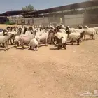 غنم نعيم مراح واحد عدد 57
