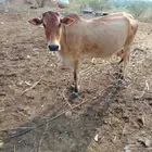 اذكروا الله وصلوا ع النبي بقره منتوجها معها عجل عمرها شهري